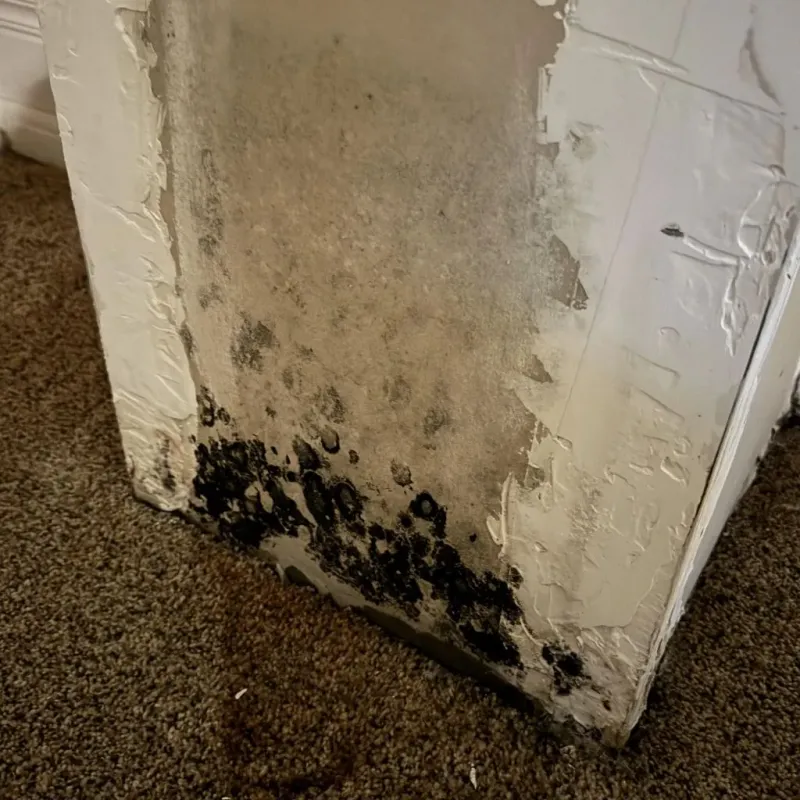 Professional Mold Removal in Zeigler, IL